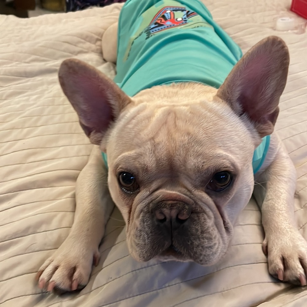 Green dinosaur 🦖 shirt dog xl my dog is 28 pounds it’s loose on him puppy